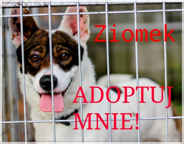 Młody, cudny uszatek, pilna adopcja! Młody, cudny uszatek, pilna adopcja!
