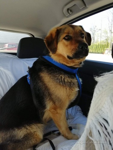 Beza - grzeczna, przyjazna sunia do adopcji! Beza - grzeczna, przyjazna sunia do adopcji!