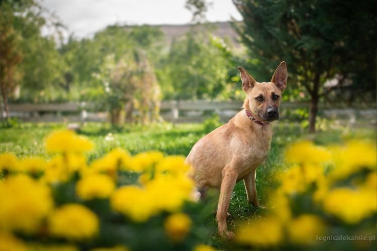 Lila - młodziutka, delikatna sunia w typie OWCZARKA adopcja Lila - młodziutka, delikatna sunia w typie OWCZARKA adopcja