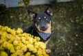 Porto - piękny pies KELPIE/ON mix do adopcji Porto - piękny pies KELPIE/ON mix do adopcji